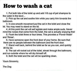 Cats_How_To_Wash