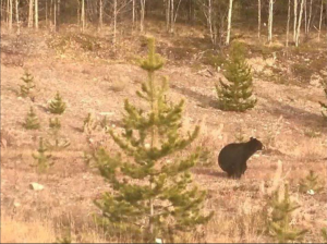 Bear_Shit_In_Woods_Settled_Science