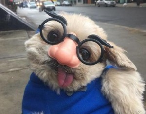 Groucho_Dog