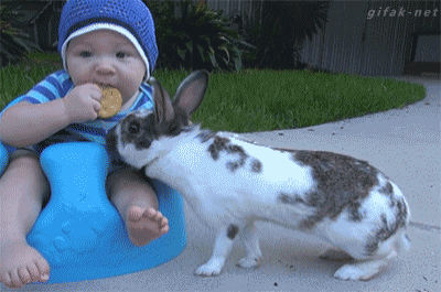 Liberal_Rabbit_Steals_Cookie_Baby_rabbits-can-be-dicks