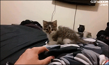 Cat_Hand_Zapping_animated
