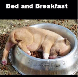 Dog_Bed_Breakfast