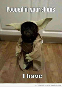 Dog_Yoda_Pooped_In_Shoes_I_Have