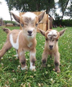 Goat_Baby_Goats