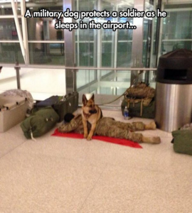 Dogs_Soldiers_Best_Buddy