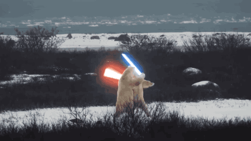 Polar_Bear_Light_Sabre_Battle