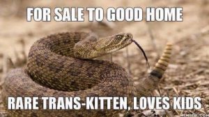 TransGender_Kitten_Snake