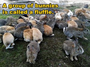 WTF_Bunny_Group_Fluffle