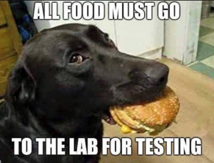 Dog_Lab_Animal