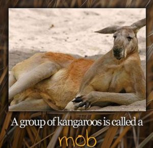 Kangaroo_Mob