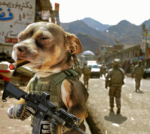 dogs with guns Archives - ThePublicEditor.com