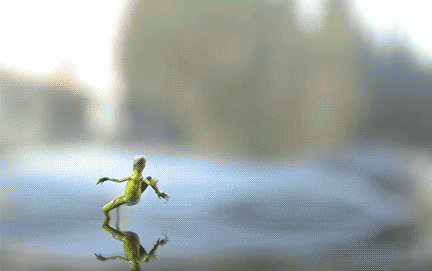 Frog_Running_At_You_animated