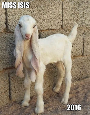 Goat_Miss_ISIS_2016