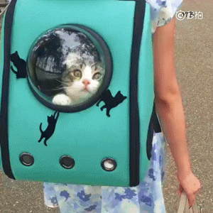 cat_on_her_way_to_college_animated
