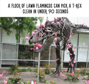 lawnart_flamingos_the_new_piranha