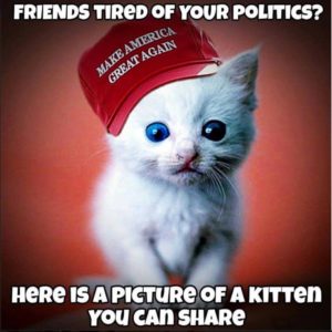 cats_maga_kitten