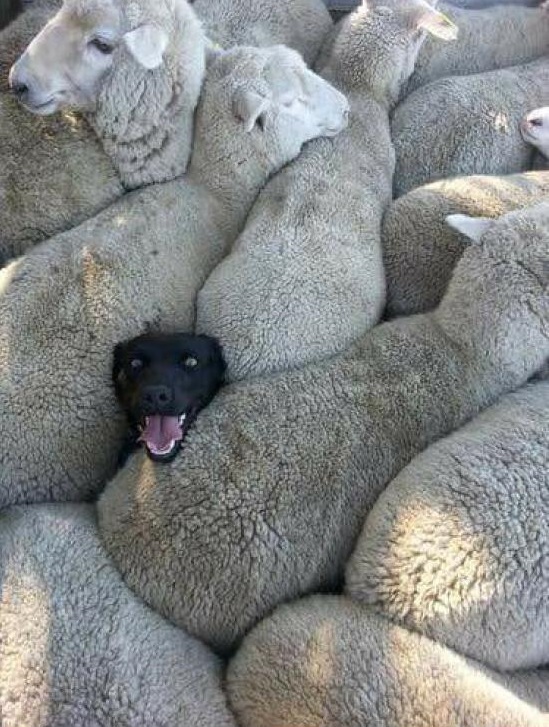 Dogs_New_Breed_Of_Sheep_Dog.jpg