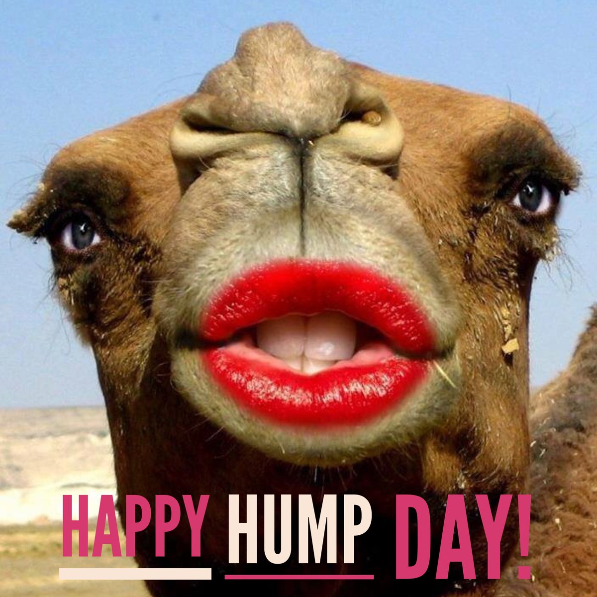 Image result for hump day