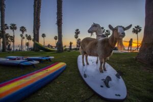 Goat_Surfing_02